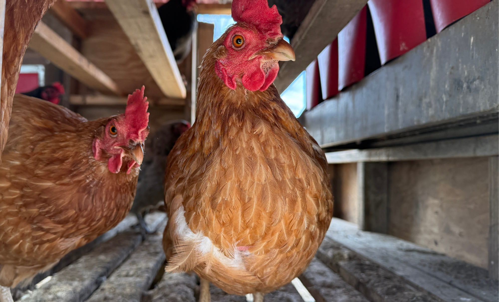 Sustainable Sourcing: The Best Hudson Valley Farm Stores for Meats, Eggs + More