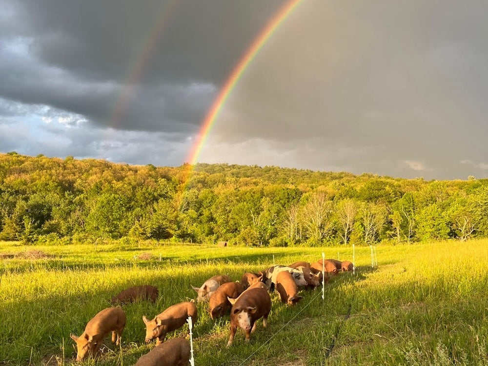 Where Pasture Meets Purpose: Meet the Team Behind Northaven Farm