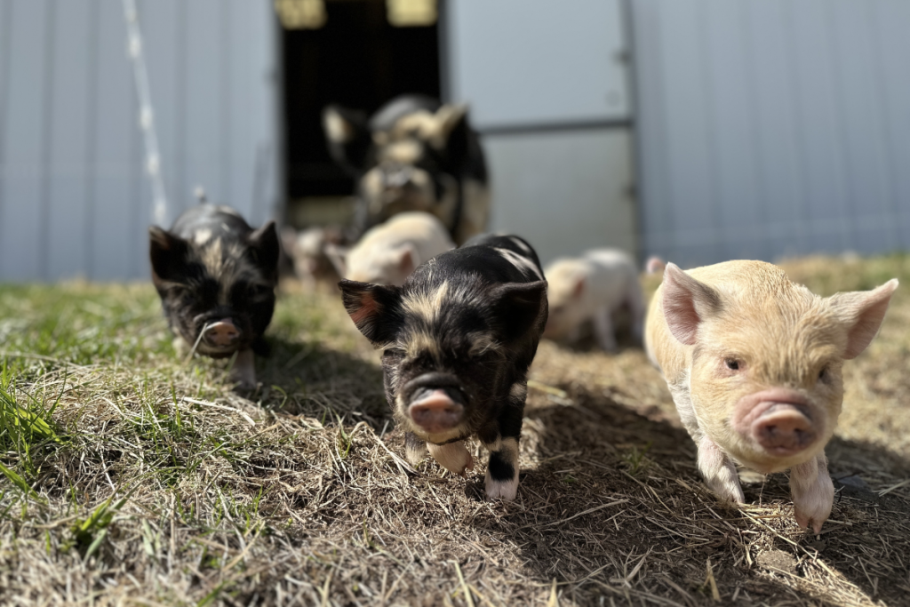 Northaven Pastures Focuses on Regenerative Farming in Red Hook