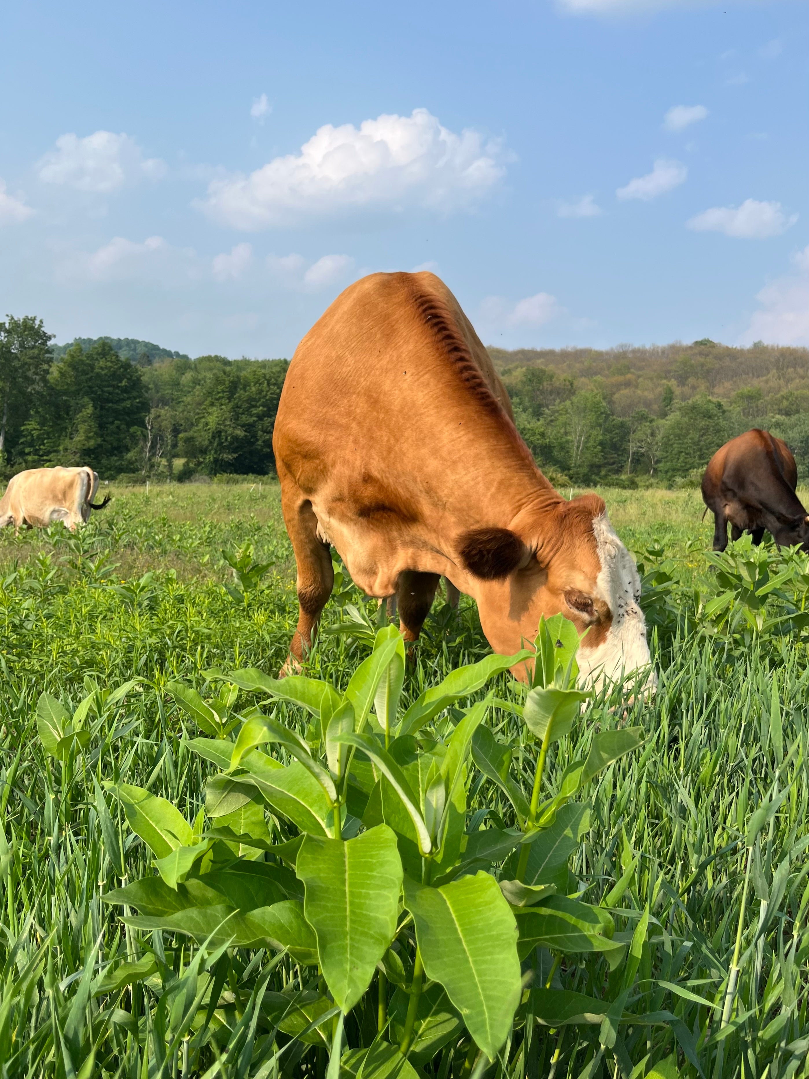 100% Grass-fed beef eating grass